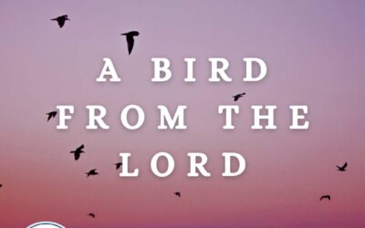 Soul-Care Reflections: A Bird From the Lord